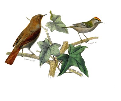 Naturhistorisk skylt: Zoologisk tavla som föreställer dentirostruösa spolfuglen (med echancre). Näktergalen och kungen. Plåt ritad från de nio volymerna om fåglar i "" Works complete of Buffon""" skriven av naturforskaren Georges Louis Leclerc, greve av av Edouard Travies