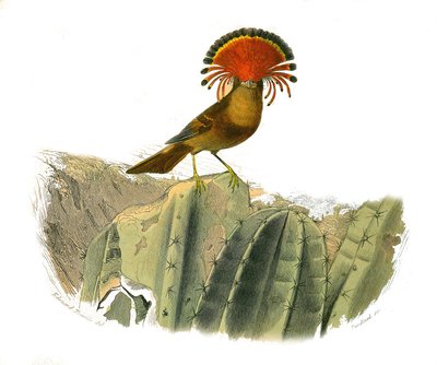 Naturhistorisk skylt: Zoologisk tavla som föreställer dentirostruösa spolfuglen (med echancre). Kungen av flugor. Plåt tecknad från de nio volymerna om fåglar i "" Works complete of Buffon""" skriven av naturforskaren Georges Louis Leclerc, greve av Buffon av Edouard Travies
