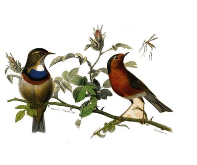 Natural History Plate: Zoologisk tavla som representerar dentirostruösa spåfuglen av Edouard Travies