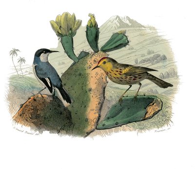 Natural History Plate: Zoologisk tavla som representerar dentirostruösa spåfuglen av Edouard Travies