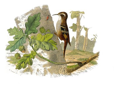 Natural History Plate: Zoologisk tavla som representerar dentirostruösa spåfuglen av Edouard Travies