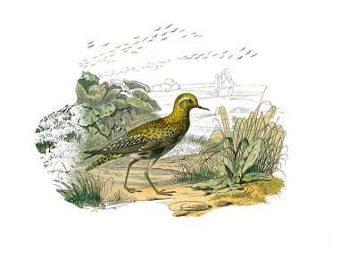 Naturhistorisk skylt: Zoologisk tavla som representerar de långa vadarna (lång och mager näbb): Guldpiparen. Plåt tecknad från de nio volymerna om fåglar i "" Works complete of Buffon""" skriven av naturforskaren Georges Louis Leclerc, greve av Buffon av Edouard Travies
