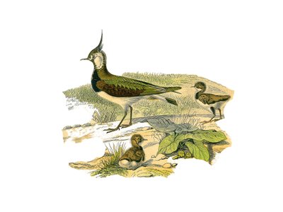 Naturhistorisk skylt: Zoologisk tavla som representerar de långa vadarna (med långa och magra näbbar): lammet och dess ungar. Plåt tecknad från de nio volymerna om fåglar i "" Works complete of Buffon""" skriven av naturforskaren Georges Louis Leclerc, Cou av Edouard Travies