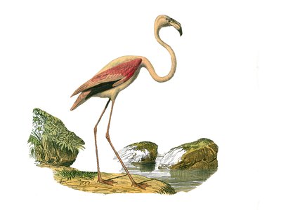 Naturhistorisk skylt: Zoologisk tavla som representerar de långsträckta vadarna (med en lång och mager näbb): den rosa flamingon. Plåt ritad från de nio volymerna om fåglar i "" Works complete of Buffon""" skriven av naturforskaren Georges Louis Leclerc, g av Edouard Travies