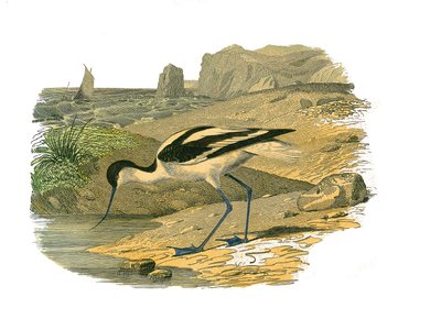 Naturhistorisk skylt: Zoologisk tavla som representerar de långsträckta vadarna av Edouard Travies
