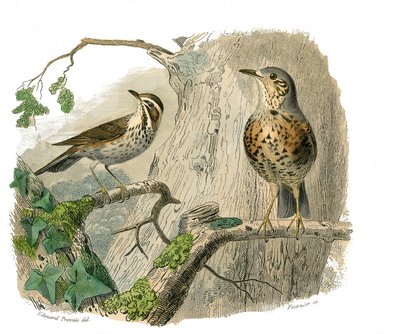 Naturhistorisk tavla: Zoologisk tavla som föreställer konirostruösa passeriner (konisk näbb). Det förbannade och dränerar. Plåt tecknad från de nio volymerna om fåglar i "" Works complete of Buffon""" skriven av naturforskaren Georges Louis Leclerc, greve  av Edouard Travies