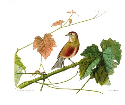 Naturhistorisk tavla: Zoologisk tavla som föreställer konirostruösa passeriner (konisk näbb). Linotten. Plåt tecknad från de nio volymerna om fåglar i "" Works complete of Buffon""" skriven av naturforskaren Georges Louis Leclerc, greve av Buffon (1707-178 av Edouard Travies