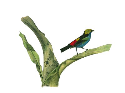 Naturhistorisk tavla: Zoologisk tavla som föreställer konirostruösa passeriner (konisk näbb). Plåt tecknad från de nio volymerna om fåglar i "" Works complete of Buffon""" skriven av naturforskaren Georges Louis Leclerc, greve av Buffon (1707-1788) mellan  av Edouard Travies