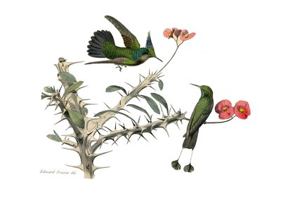 Naturhistorisk tavla: Zoologisk tavla som föreställer konirostruösa passeriner (konisk näbb). Hoopoly flugfågel och snöskofluga fågel. Plåt tecknad från de nio volymerna om fåglar i "" Works complete of Buffon""" skriven av naturforskaren Georges Louis Le av Edouard Travies