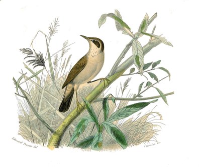 Naturhistorisk tavla: Zoologisk tavla som föreställer konirostruösa passeriner (konisk näbb). Den rödhåriga. Plåt tecknad från de nio volymerna om fåglar i "" Works complete of Buffon""" skriven av naturforskaren Georges Louis Leclerc, greve av Buffon (170 av Edouard Travies