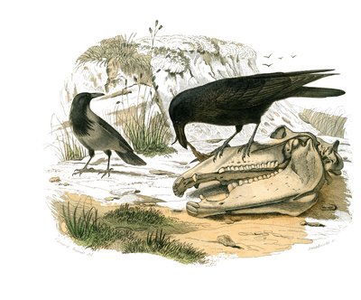 Naturhistorisk tavla: Zoologisk tavla som föreställer konirostruösa passeriner (konisk näbb). Korpen. Plåt tecknad från de nio volymerna om fåglar i "" Works complete of Buffon""" skriven av naturforskaren Georges Louis Leclerc, greve av Buffon (1707-1788) av Edouard Travies
