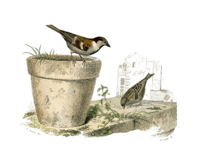 Naturhistorisk tavla: Zoologisk tavla som föreställer konirostruösa passeriner (konisk näbb). Sparvarna (sparven). Plåt tecknad från de nio volymerna om fåglar i "" Works complete of Buffon""" skriven av naturforskaren Georges Louis Leclerc, greve av Buffo av Edouard Travies