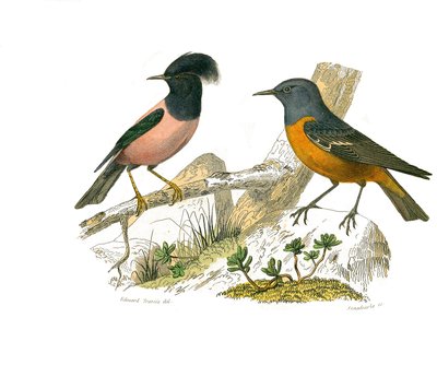 Naturhistorisk tavla: Zoologisk tavla som representerar konirostruösa spåfuglar av Edouard Travies