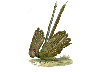 Naturhistorisk styrelse: Zoologisk styrelse som representerar gallinaces: argus. Plåt tecknad från de nio volymerna om fåglar i "" Works complete of Buffon""" skriven av naturforskaren Georges Louis Leclerc, greve av Buffon (1707-1788) mellan 1749 och 1785 av Edouard Travies
