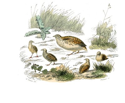 Naturhistorisk nämnd: Zoologisk nämnd som representerar gallinaser: vaktel. Plåt tecknad från de nio volymerna om fåglar i "" Works complete of Buffon""" skriven av naturforskaren Georges Louis Leclerc, greve av Buffon (1707-1788) mellan 1749 och 1785. Ill av Edouard Travies