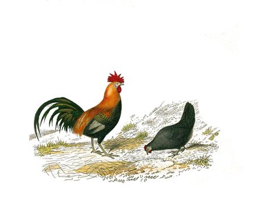 Naturhistorisk nämnd: Zoologisk nämnd som representerar gallinaser: tuppen och hönan. Plåt tecknad från de nio volymerna om fåglar i "" Works complete of Buffon""" skriven av naturforskaren Georges Louis Leclerc, greve av Buffon av Edouard Travies