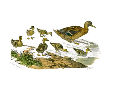 Naturhistorisk tavla: Zoologisk tavla som representerar lamellirostruösa palmipeder (med spjälor eller tänder). Ankhonan och dess ungar. Plåt tecknad från de nio volymerna om fåglar i "" Works complete of Buffon""" skriven av naturforskaren Georges Louis L av Edouard Travies