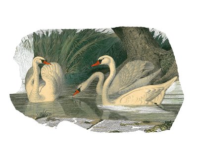 Naturhistorisk nämnd: Zoologisk nämnd som representerar lamellirostrous palmipeder av Edouard Travies