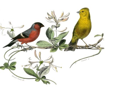 Naturhistorisk styrelse: Zoologisk styrelse som representerar bouvreuil och sparven i Frankrike. Plåt tecknad från de nio volymerna om fåglar i "" Works complete of Buffon""" skriven av naturforskaren Georges Louis Leclerc, greve av Buffon av Edouard Travies