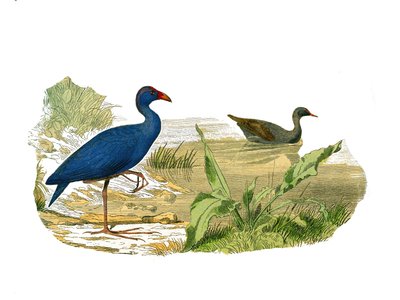 Naturhistorisk styrelse: Zoologisk tavla som representerar den långa och magra näbben: sultanhönan (sultanhönan) och vattenhönan. Plåt tecknad från de nio volymerna om fåglar i "" Works complete of Buffon""" skriven av naturforskaren Georges Lo av Edouard Travies