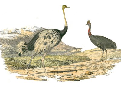 Naturhistorisk nämnd: Zoologisk nämnd som representerar vadarna: struts och kasoar. Plåt tecknad från de nio volymerna om fåglar i "" Works complete of Buffon""" skriven av naturforskaren Georges Louis Leclerc, greve av Buffon (1707-1788) mellan 1749 och 1 av Edouard Travies