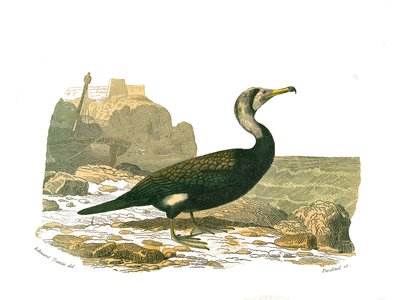 Naturhistorisk nämnd: Zoologisk nämnd som representerar totipalmer (fiske under vattnet). Skarven. Plåt tecknad från de nio volymerna om fåglar i "" Works complete of Buffon""" skriven av naturforskaren Georges Louis Leclerc, greve av Buffon (1707-1788) me av Edouard Travies