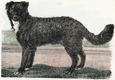 Newfoundland, Newfoundland - "Alfabetet illustrerar djur" 1800-talet (gravyr) av Edouard Travies