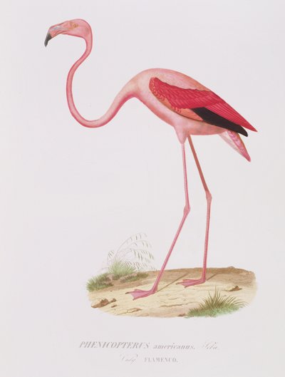 Phenicopterus americanus (Flamenco) (sic) graverad av Fournier, pub. av Bougeard av Edouard Travies