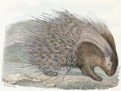 Pork epic (porc-epic) - "Alfabetet illustrerar djur" 1800-talet (gravyr) av Edouard Travies