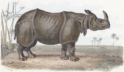 Noshörning - "Alfabetet illustrerar djur" 1800-talet (gravyr) av Edouard Travies