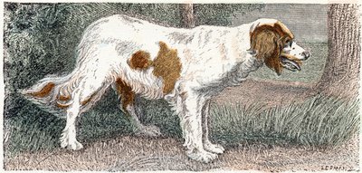 Spagneul (hund)- ”Alfabetet illustrerar djur” 1800-talet (gravyr) av Edouard Travies