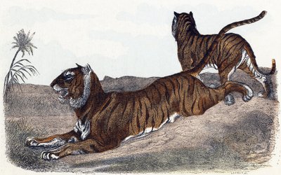 Tigers - "Alfabetet illustrerar djur" 1800-talet (gravyr) av Edouard Travies