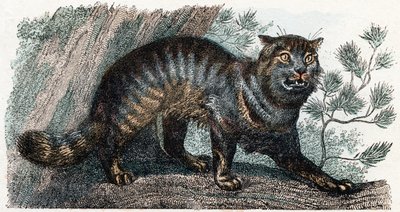 Vildkatt- "Alfabetet illustrerar djur" 1800-talet (gravyr) av Edouard Travies