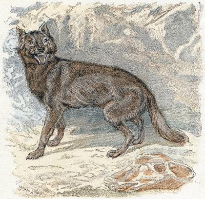 Wolf- "Alfabetet illustrerar djur" 1800-talet (gravyr) av Edouard Travies