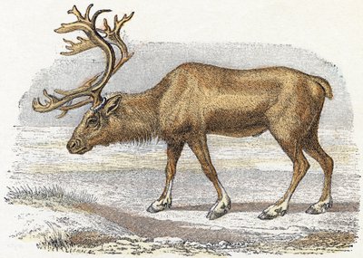 Xandarus - "Alfabetet illustrerar djur" 1800-talet (gravyr) av Edouard Travies