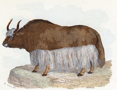 Yack (yak) - "Alfabetet illustrerar djur" 1800-talet (gravyr) av Edouard Travies