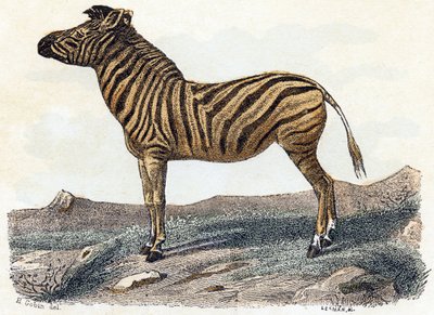 Zebra - "Alfabetet illustrerar djur" 1800-talet (gravyr) av Edouard Travies