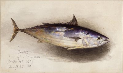 Fiskstudie (bonitotonfisk) av Eduard Hildebrandt