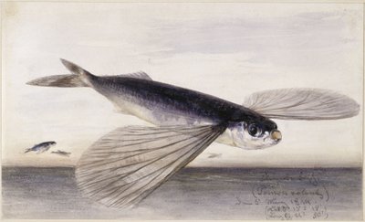 Fiskstudier (flygfisk) av Eduard Hildebrandt