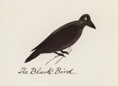 Edward Lear, The Bird Book: The Black Bird (färg litho) av Edward (after) Lear