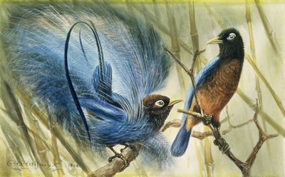 Blue-bird of Paradise, 1909 (wc på papper) av Edward Adrian Wilson