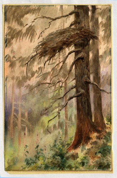 Goshawks nest, 1898-99 (wc på papper) av Edward Adrian Wilson