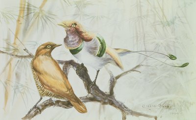 King Bird of Paradise, 1909 (wc på papper) av Edward Adrian Wilson
