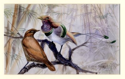 King bird of paradise, 1909 (wc på papper) av Edward Adrian Wilson