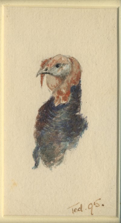 Studie av en kalkon, 1895 (wc på papper) av Edward Adrian Wilson