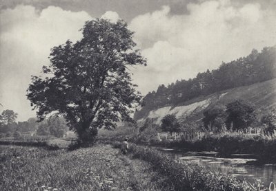 Den stora askan på Main Carrier, Leckford (svartvitt foto) av Edward Alfred Barton