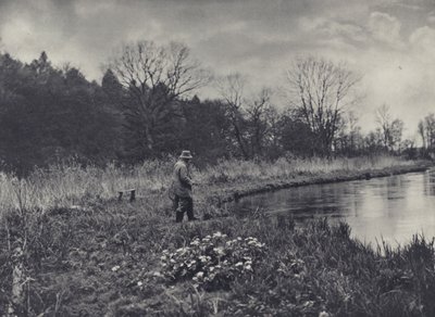 Vårens första kungsängsliljor (svartvitt foto) av Edward Alfred Barton