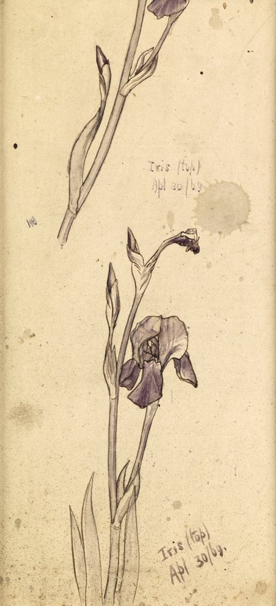 Iris, 1869 av Edward Burne Jones