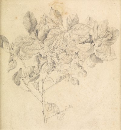Studie för äppelodling av Edward Burne Jones