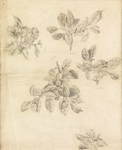 Studie von Äpfeln, möglicherweise für den Hintergrund von "Arthur in Avalon", Nummer 2 von Edward Burne Jones